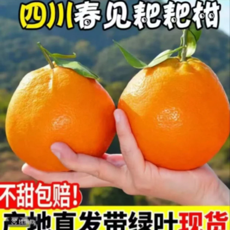 四川耙耙柑橘子当季整箱新鲜水果现摘现发XY