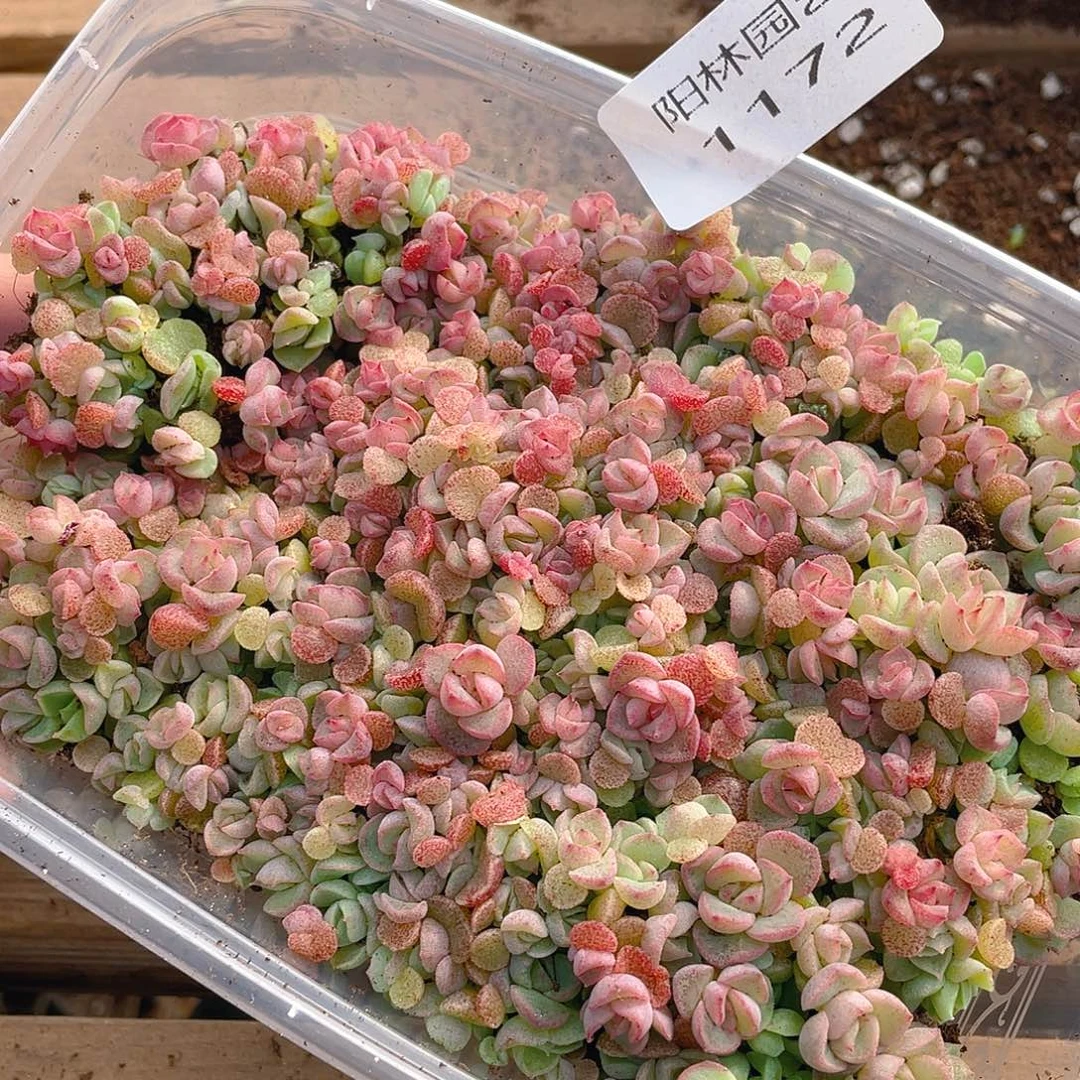 熊***宝多肉植物多肉植物1172