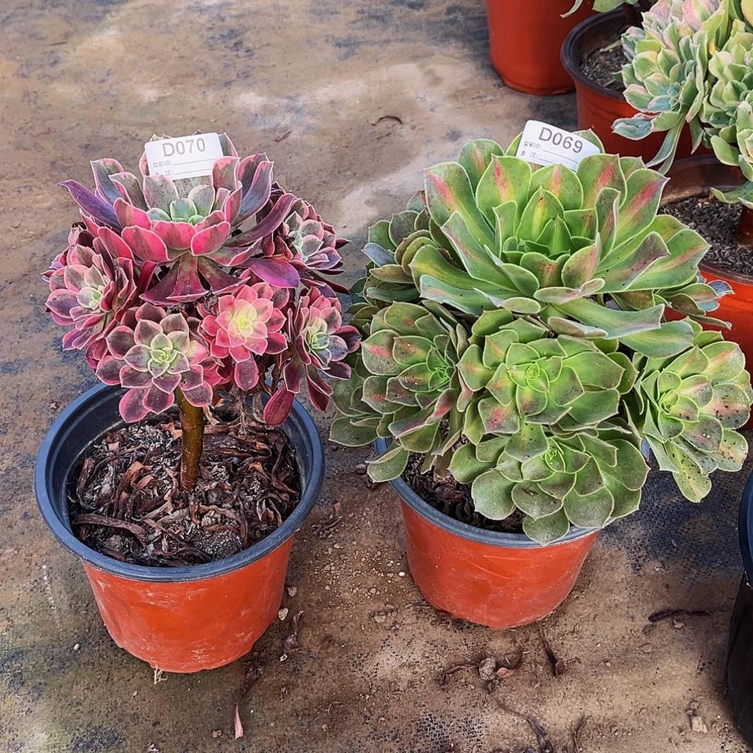 无花朵多肉植物069.070女巫中斑，金丝雀