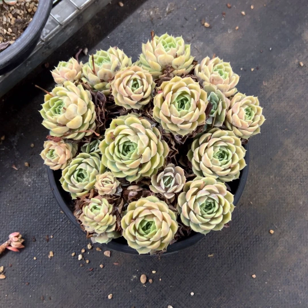 深****?昂斯诺18零零多肉植物