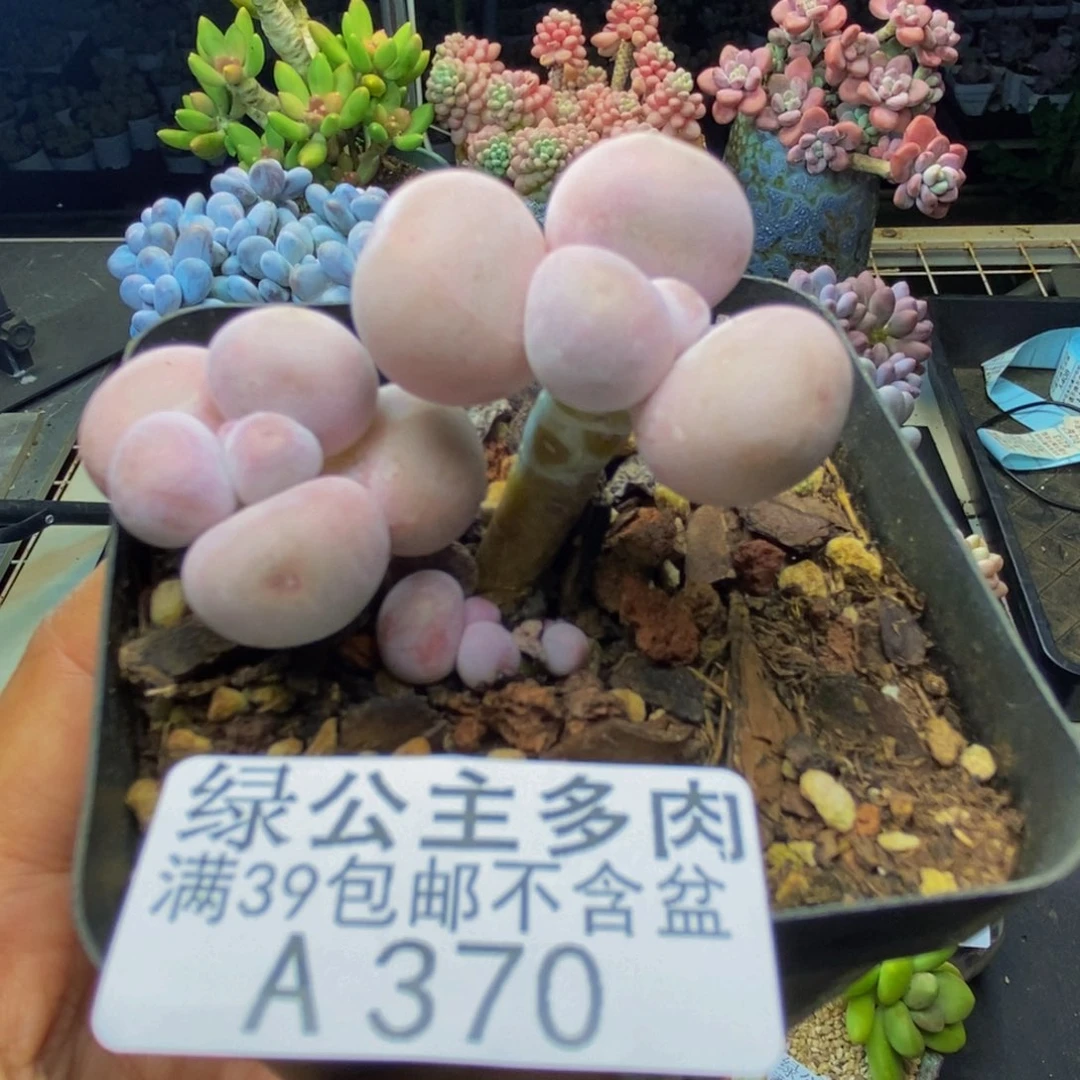 370橙奶多肉肉3c m