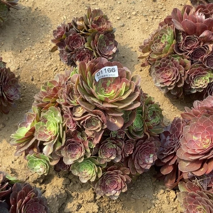 01166花月夜多肉植物