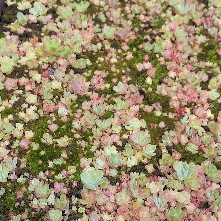 11 多肉植物组合盆栽花卉