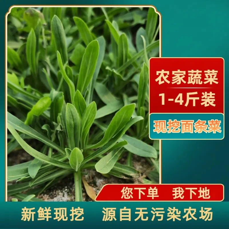 面条菜新鲜面条阔菜现挖野菜柳叶菜面条菜羊蹄棵时令蔬菜蒸菜