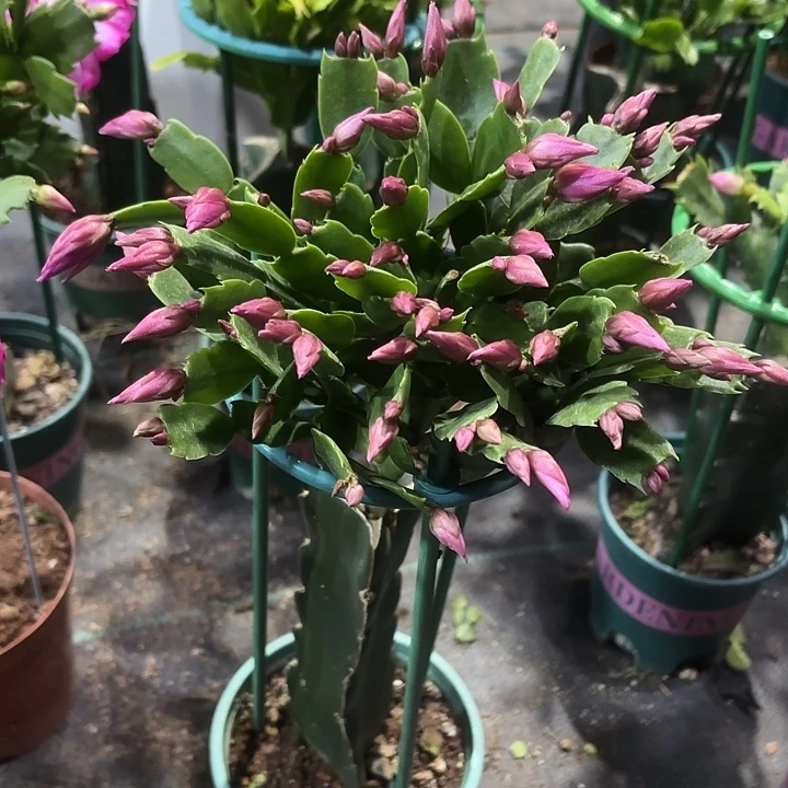 阳***朵当前无花栽培后可以开花