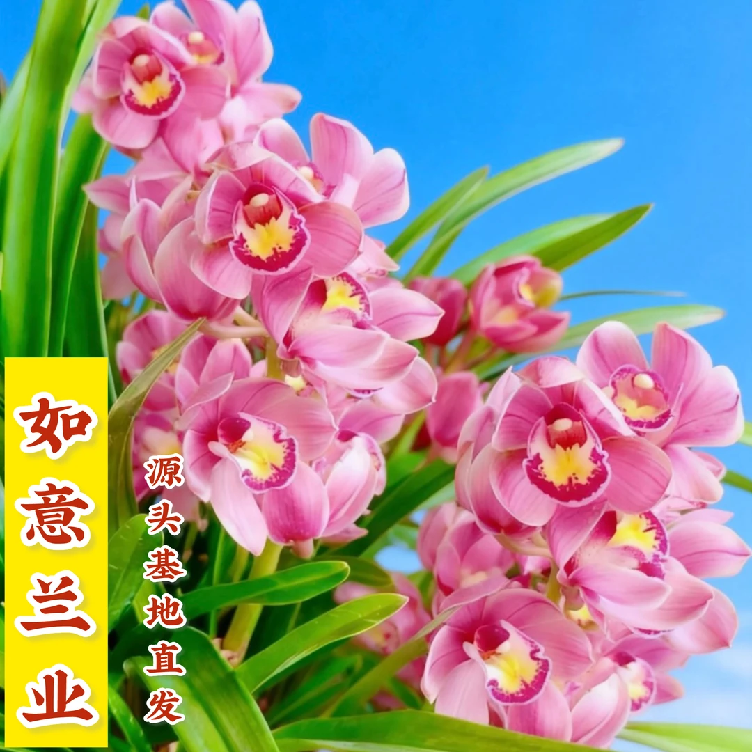 国兰名品【变色龙带5-8支花剑】室内外高端精品年宵花香味浓花期长