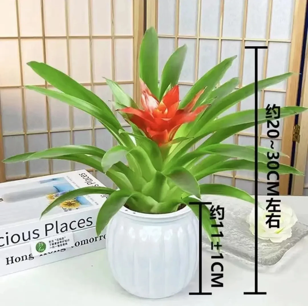 【拍一发二】鸿运当头盆栽红掌室内花卉客厅办公桌面好养招财绿植