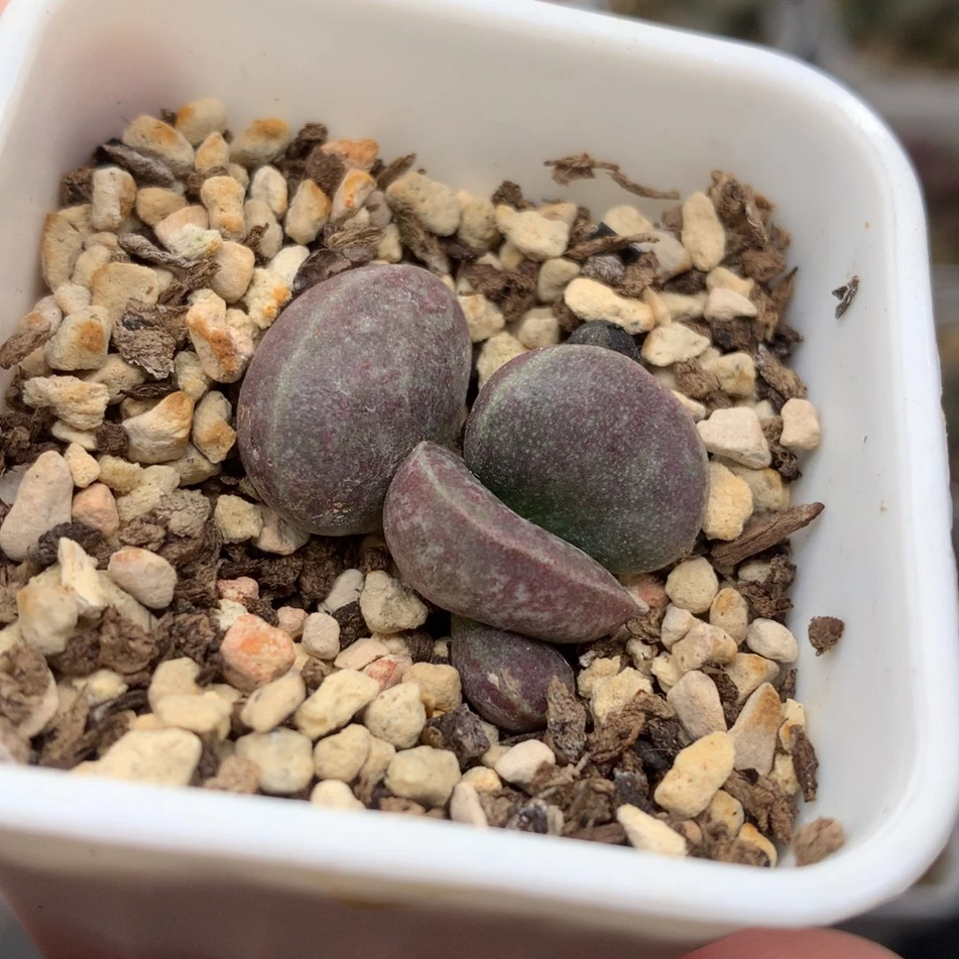 满斑花蛋 一物一拍包邮