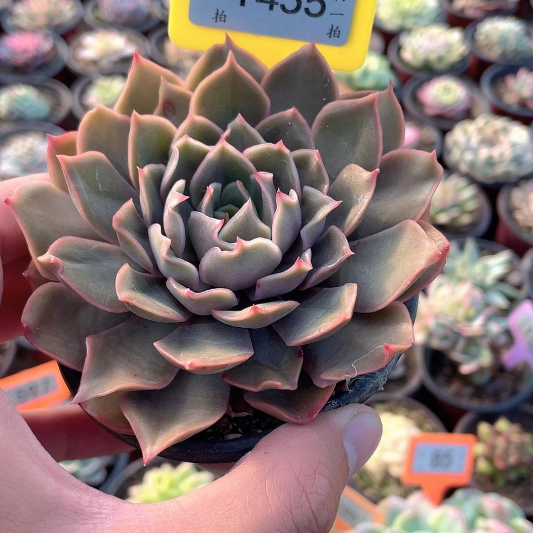 醉***仙1455号多肉植物盆栽