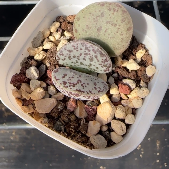 ᝰ***꧂花蛋水泡多肉植物水泡