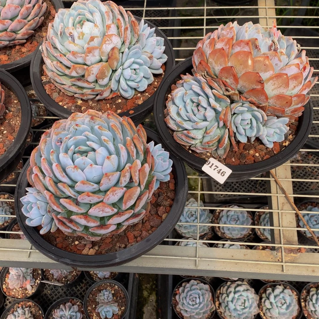 91746三个脱土嗯嗯嗯嗯的感觉