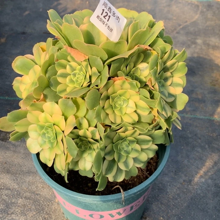 121辛尼亚多肉植物