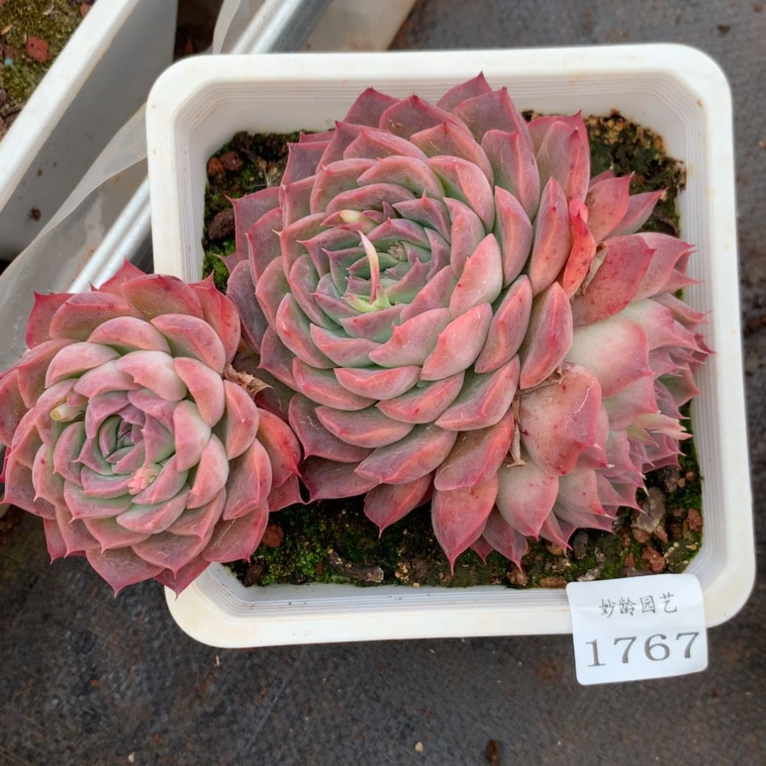 1767杂交精品基地14厘米