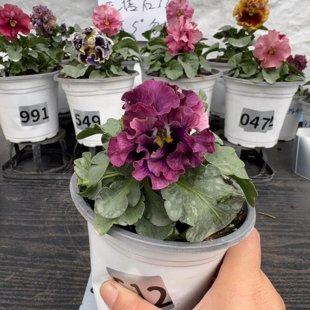 全部花朵512号礼服