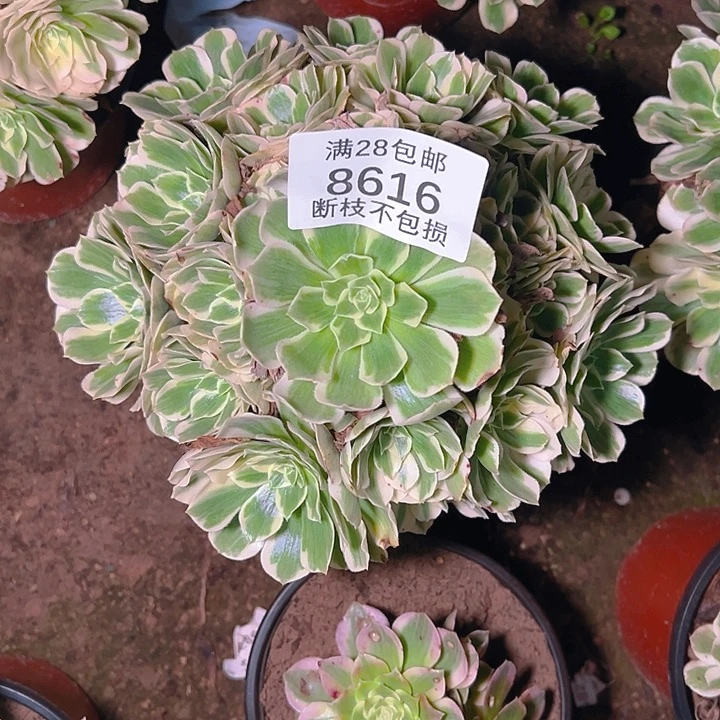 8616迈巴赫多肉植物