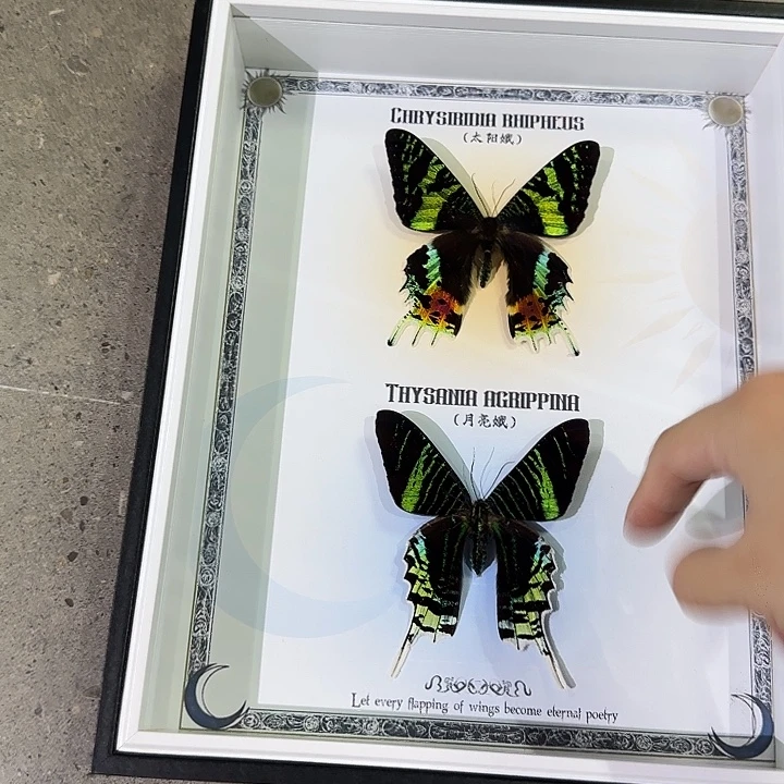 日月同辉蝴蝶标本