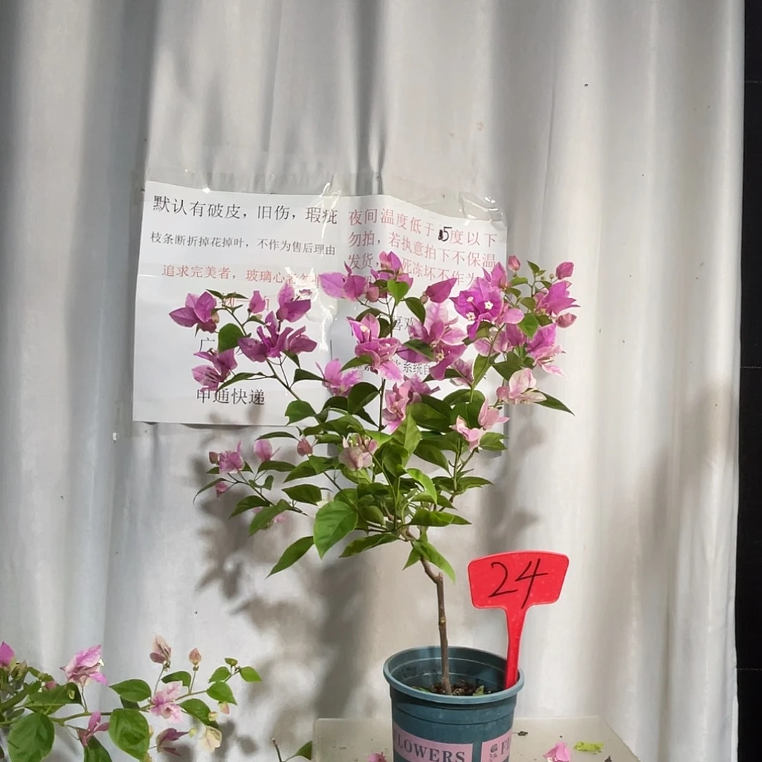 当前无花栽培后可以开花24章红樱牙签苗