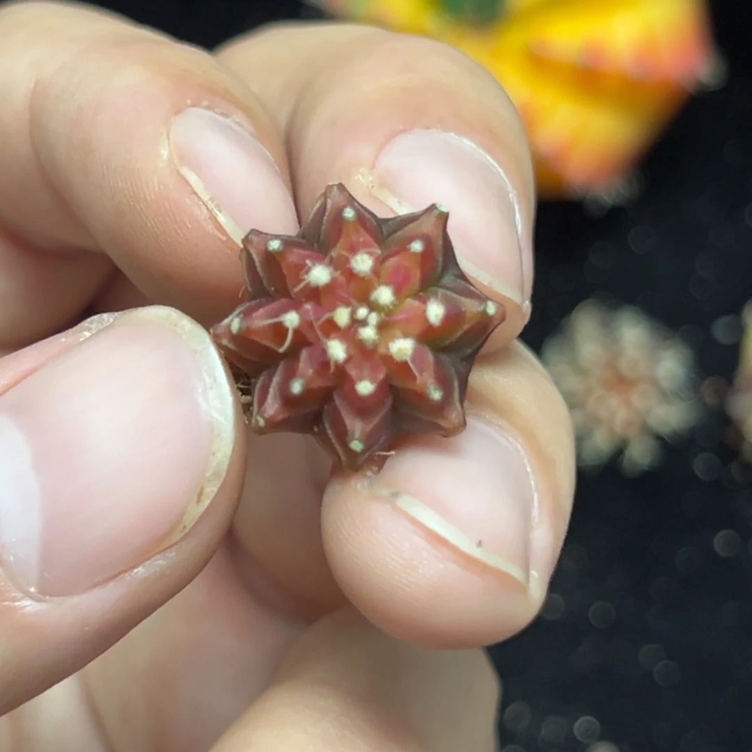 实生米哈锦冠幅2厘米左右5