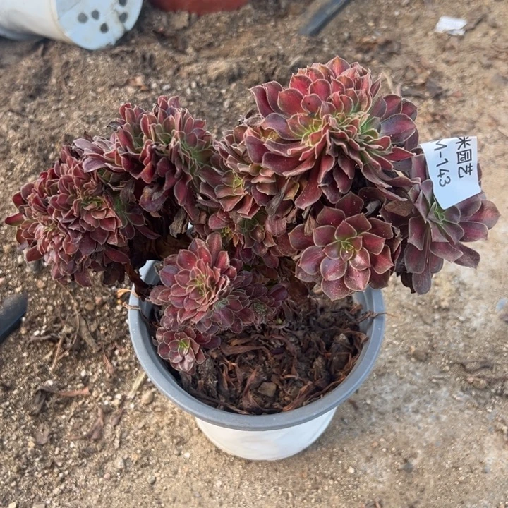 花娜缀多肉植物143