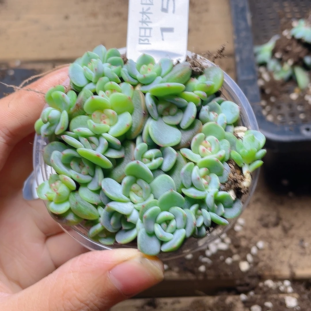多肉植物多肉植物158
