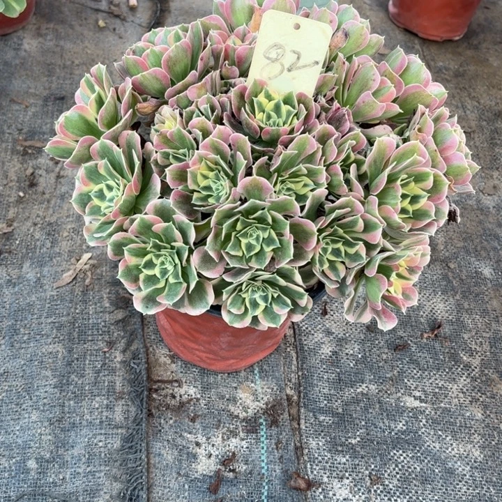 82白凤多肉一物一拍