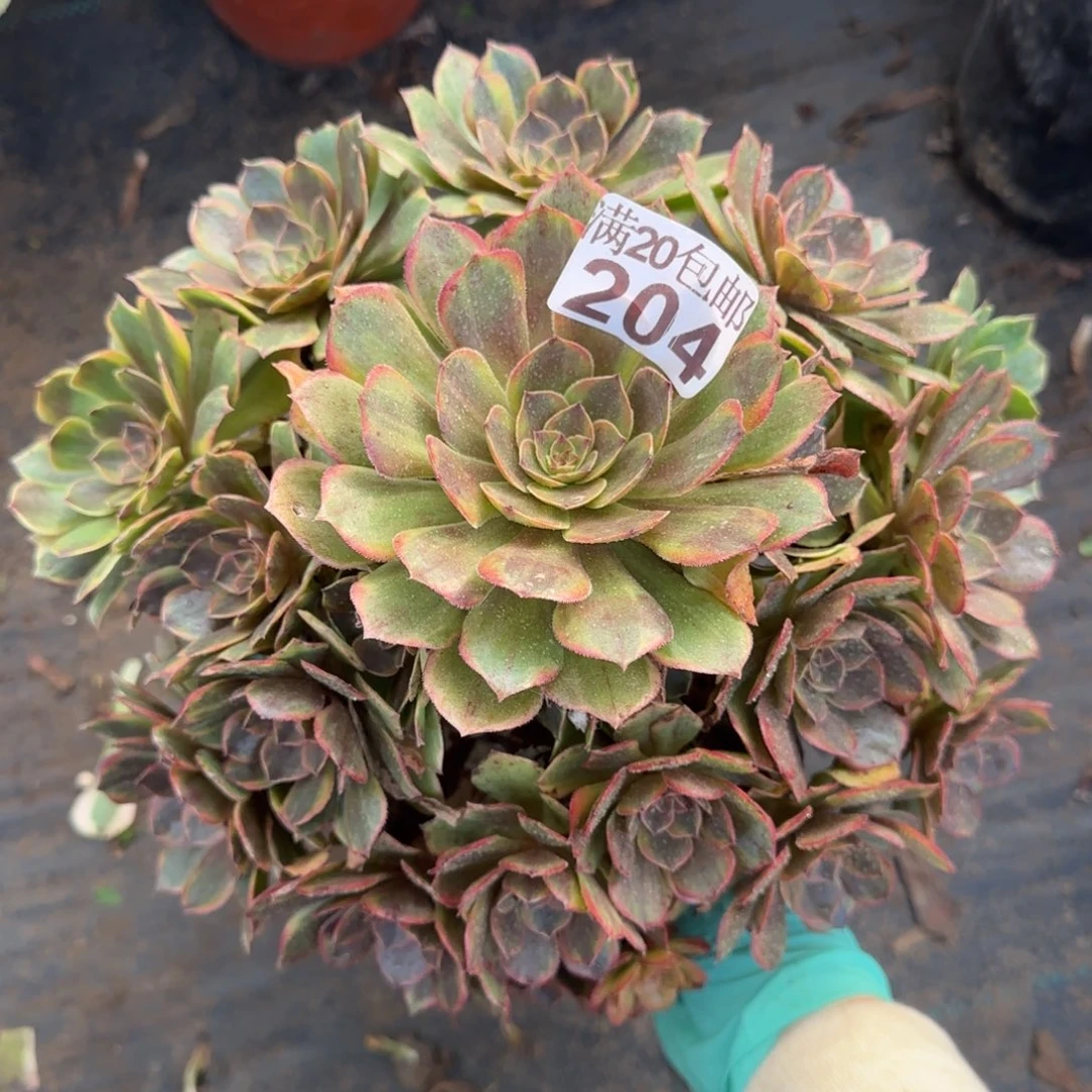 半夏204满20包邮断枝不包