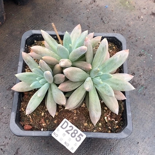 焦糖体哥特285 亏本处理退款拉黑7-8天发货