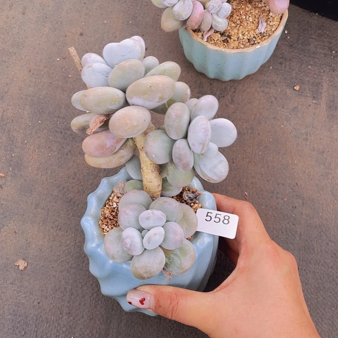 558。大叶奶。             量拍