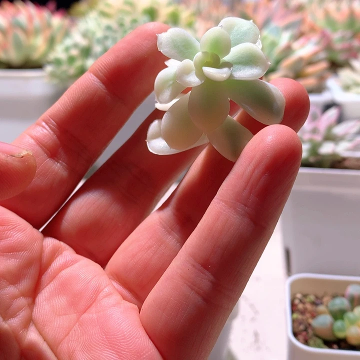 雪鸢宽覆轮锦砍头无根
