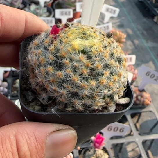 613仙人球一物一拍多肉