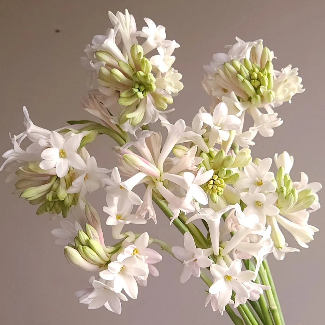 【晚香玉】夜来香夏日必备气质花材（店内任意三单包邮）