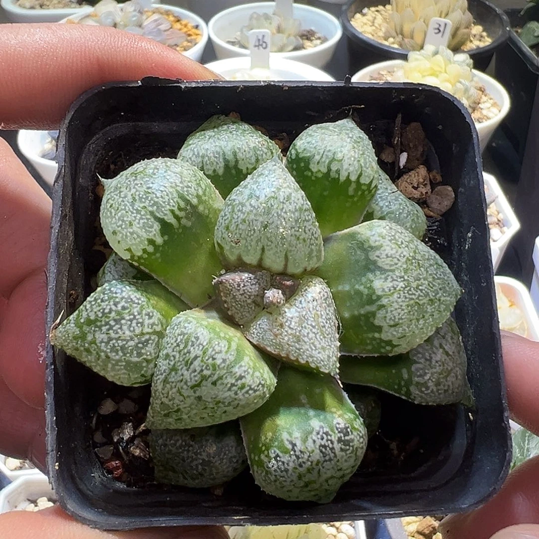 丸叶实生白银特价