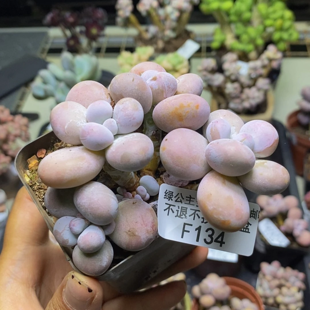 134芭比奶多肉7c m