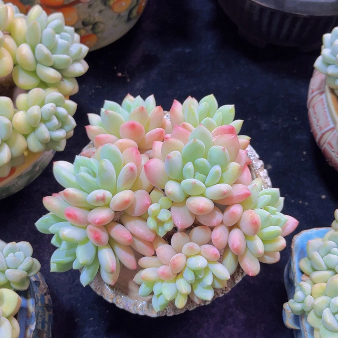 完全开放多肉植物塞尔达