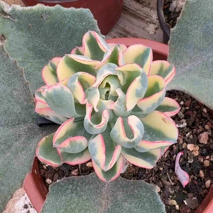 大叶雨滴一物一拍