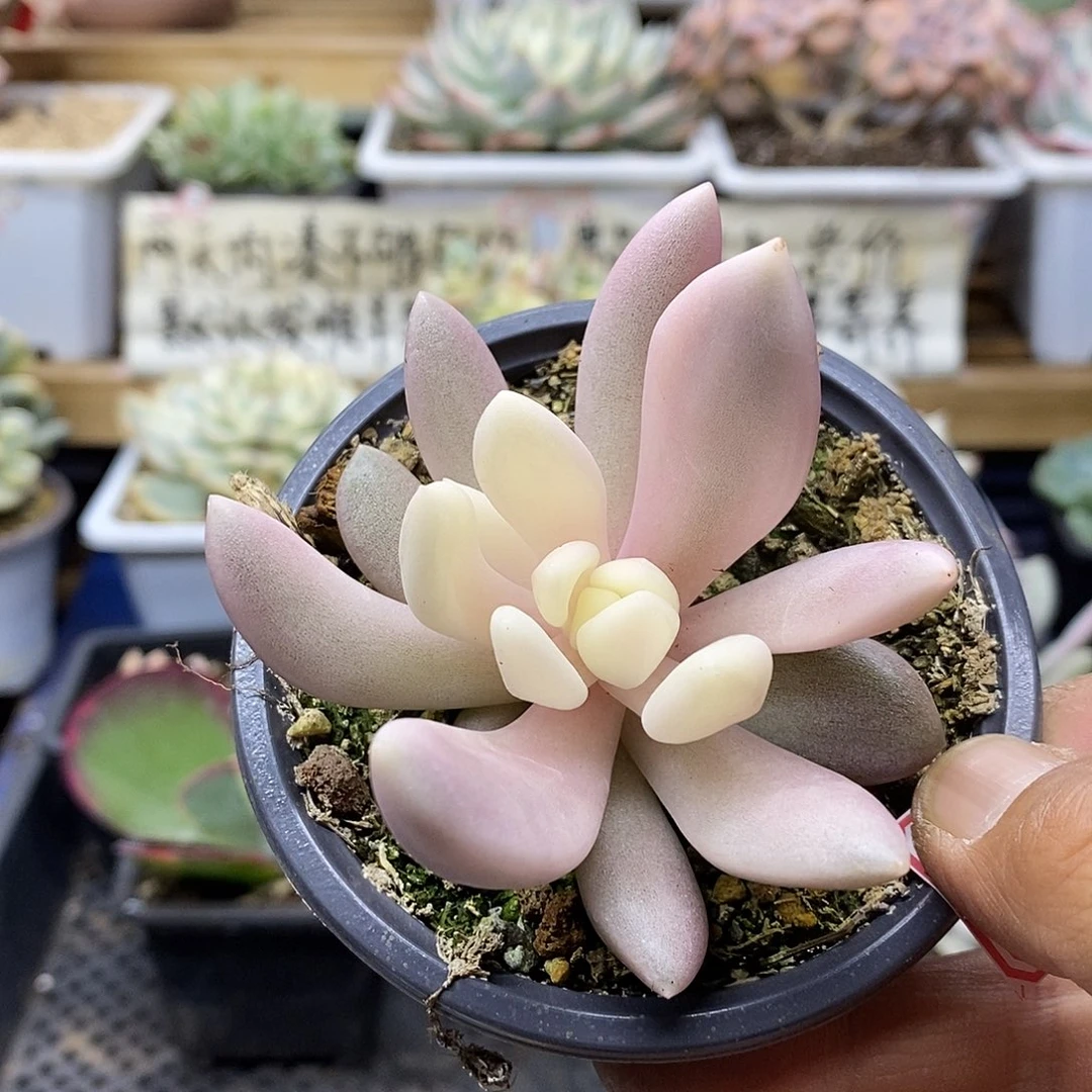 0798 桃花源锦 7 天后发货