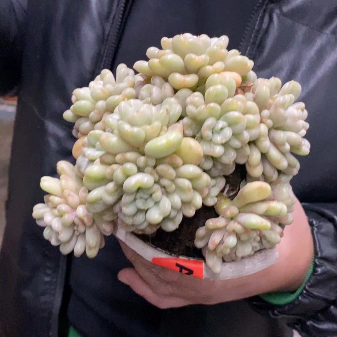 比尔盖茨七头起发老桩