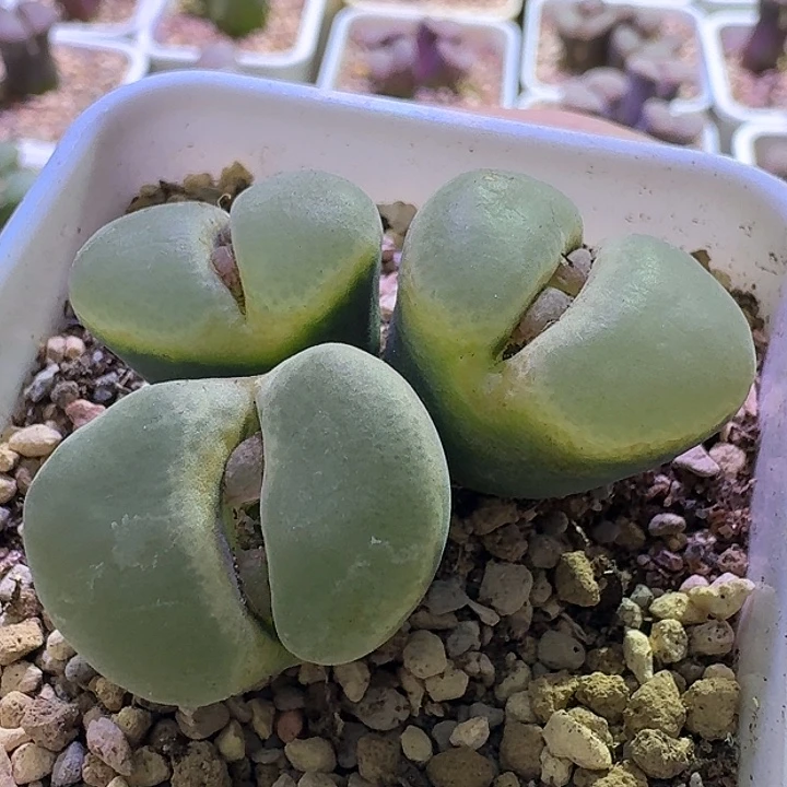 31号三头宽窗风铃有晒伤特价