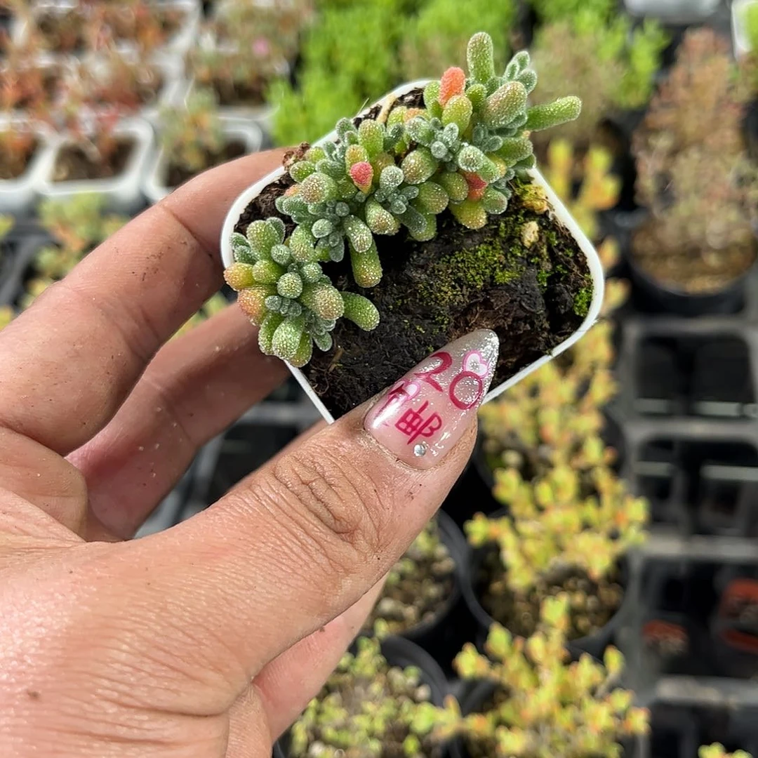 豆*儿25434一物一拍单头发货