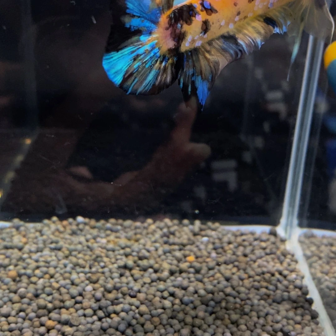 斗鱼523巨斗巨斗