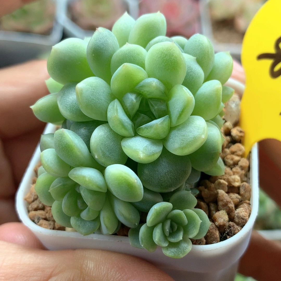 6头纸鸢捧花群3837