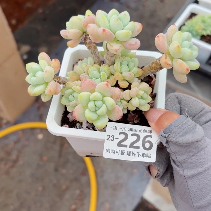 樱花罗琦无盆土发货无盆土