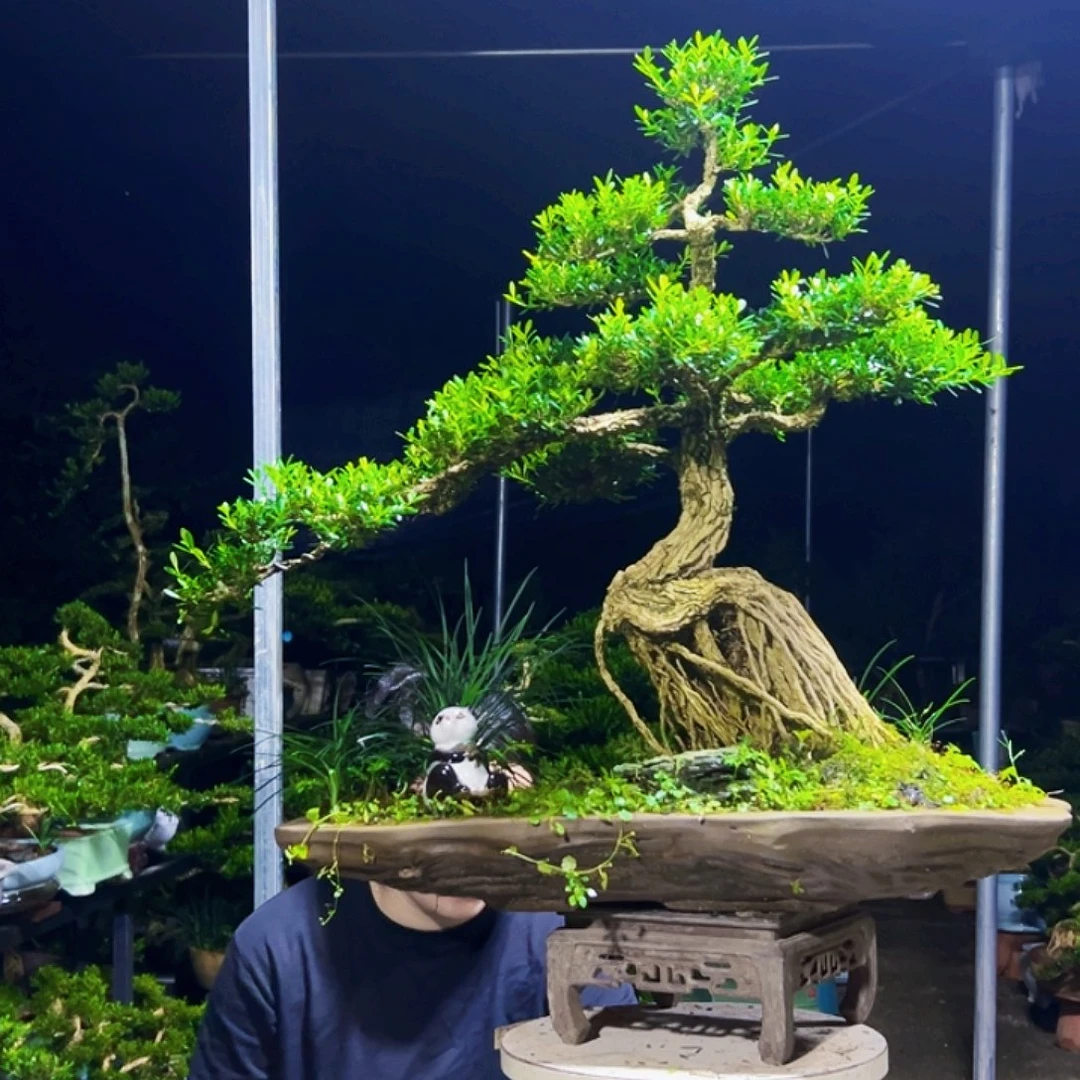 三***山无花朵黄杨木