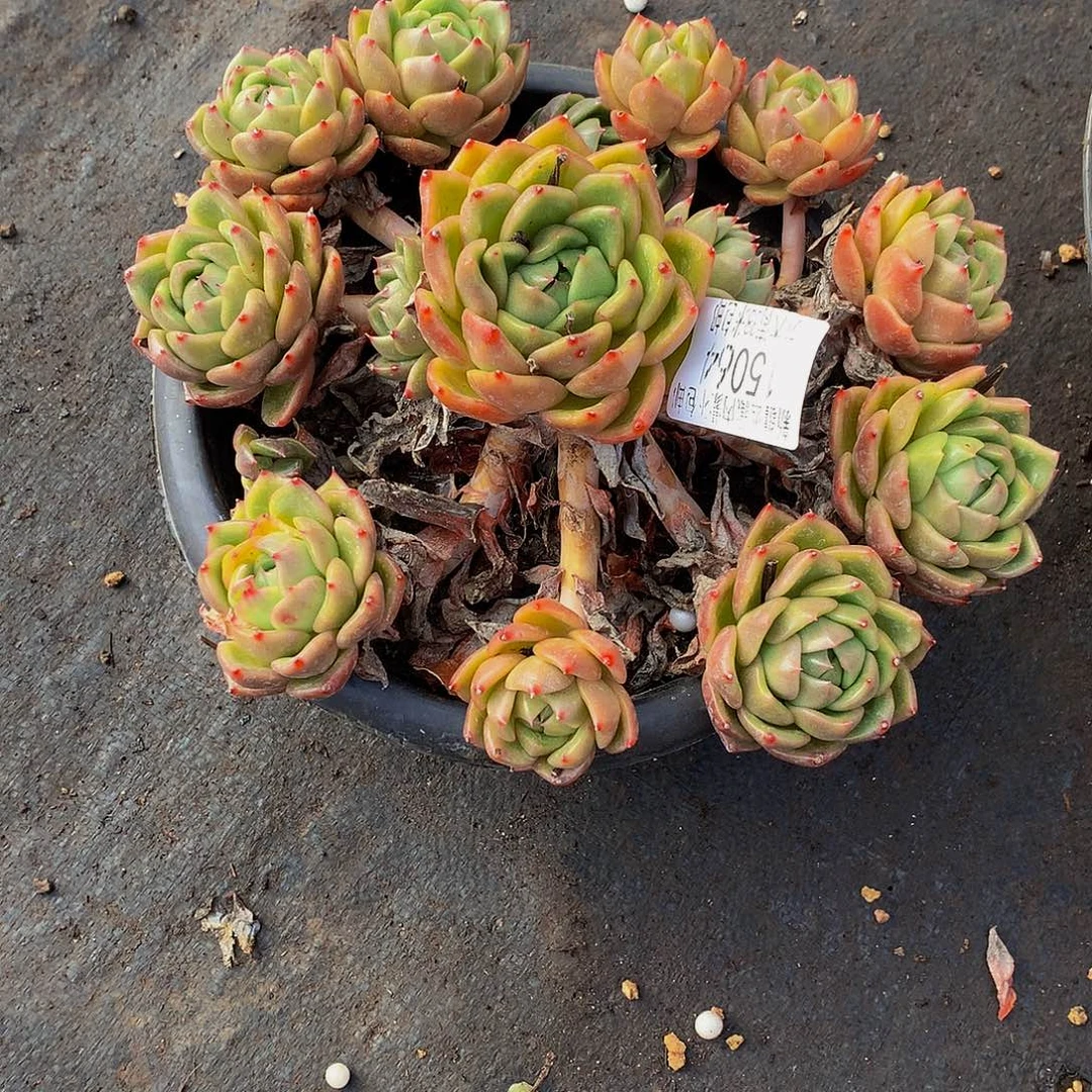 思***彤    白玫瑰多肉15064