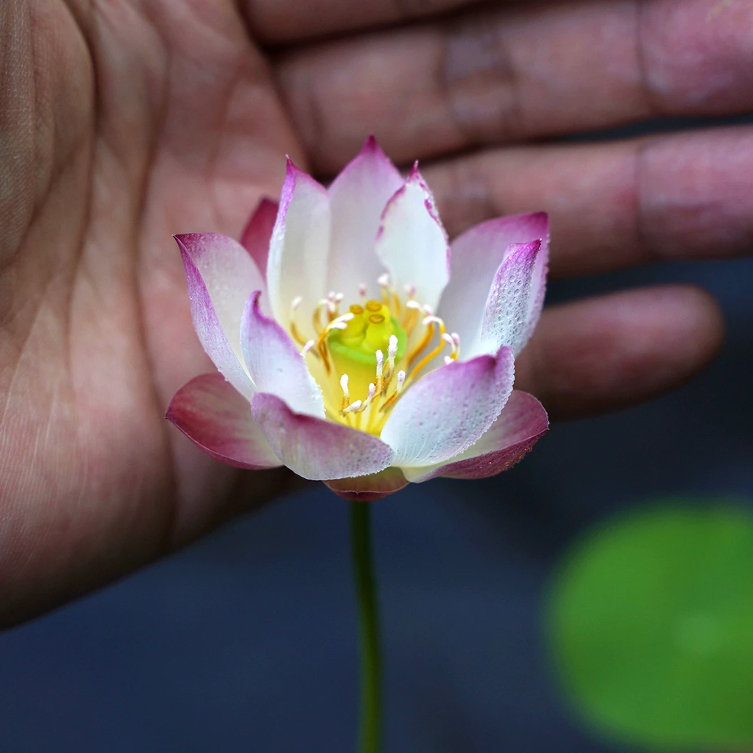 周劲松《倾绝》《小铃玲》单瓣阳台好养开花小微型盆栽碗莲荷花种藕苗