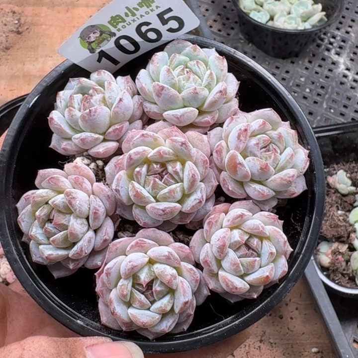 多肉植物多肉植物