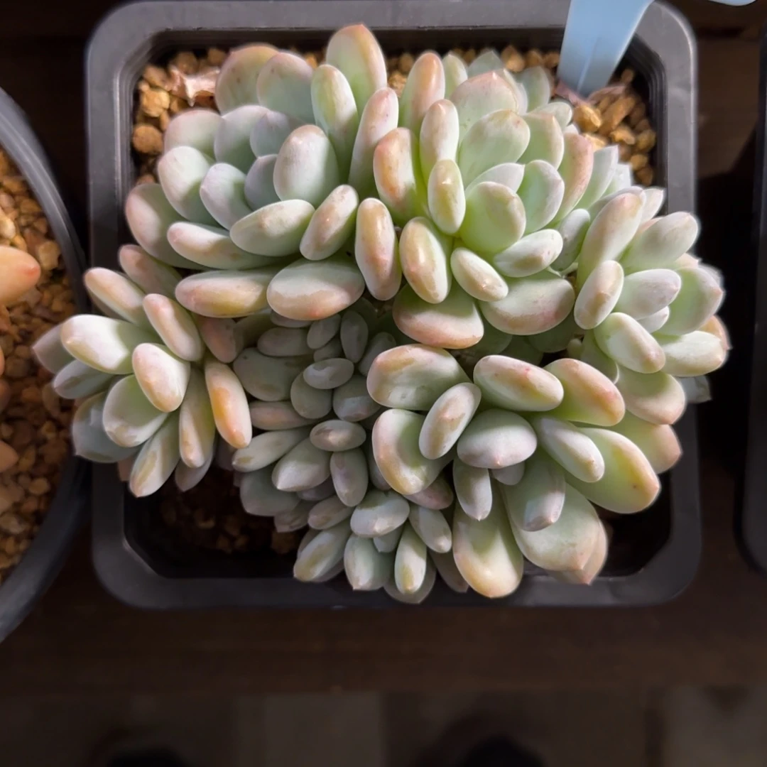 11头米雪11111111111111111