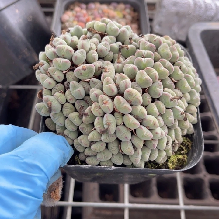 十方杯口迪88888888888888