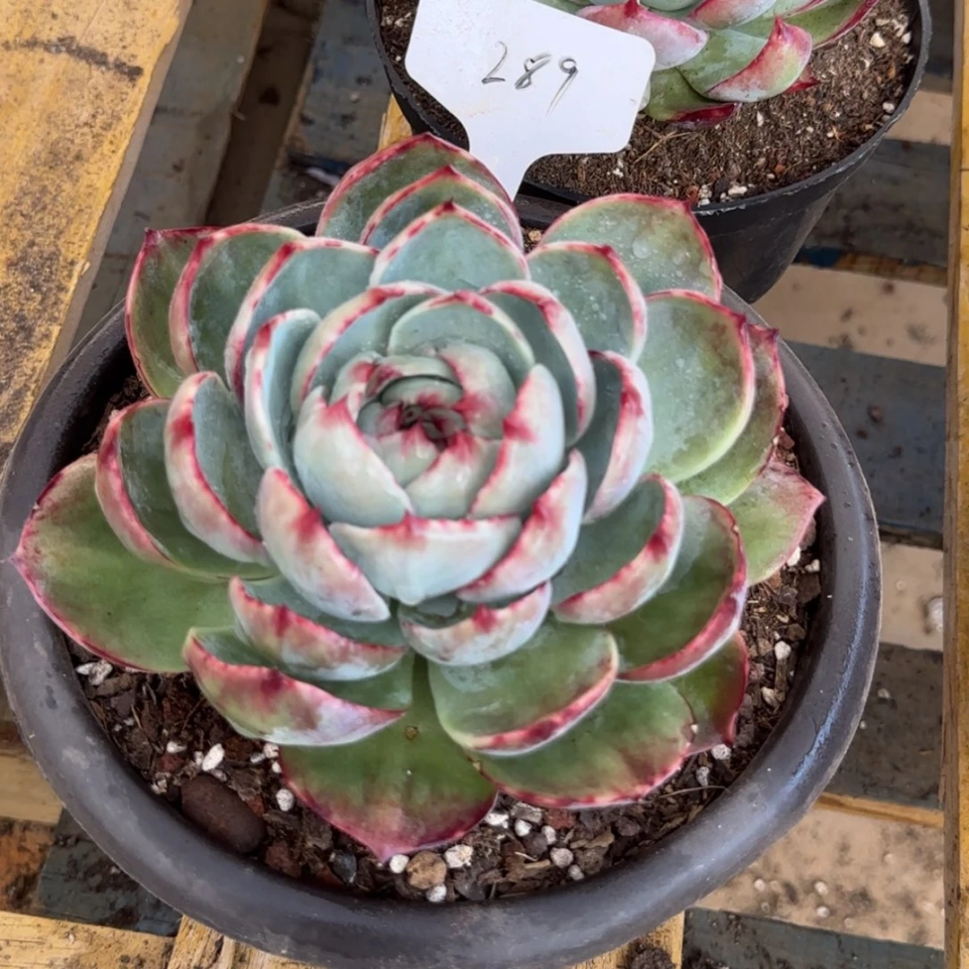 叠叶惊鸿一物一拍包装收缩花旱289