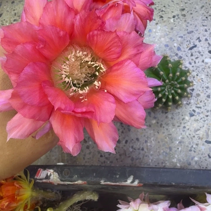 31彩草莫奈歪4公分左右无根侧牙，20包邮